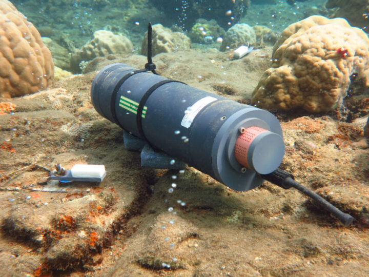 Постепенная тишина: как окисление океана незаметно меняет коралловые рифы