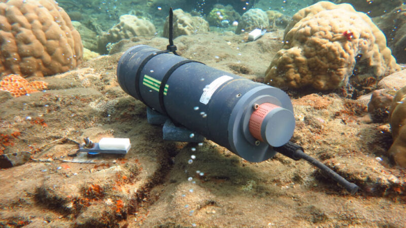 Постепенная тишина: как окисление океана незаметно меняет коралловые рифы