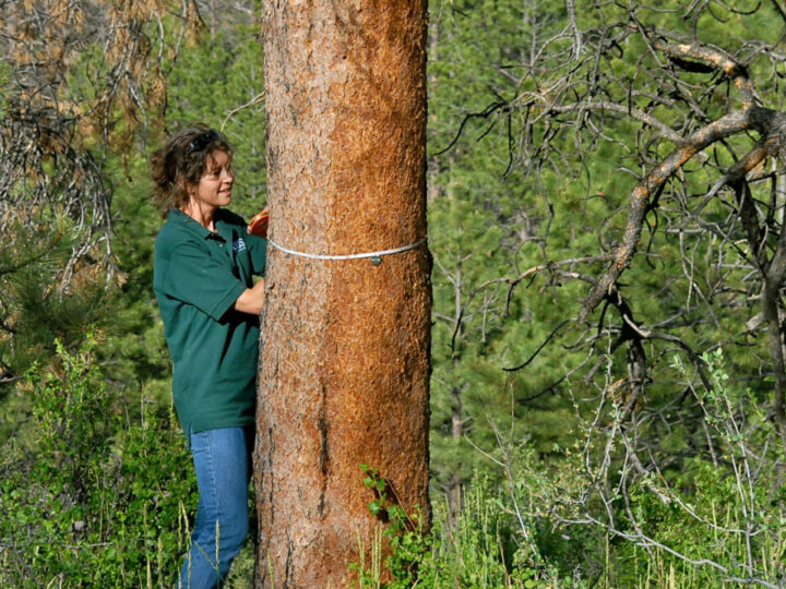 Экологический прогноз: почему природа до сих пор «неизведанная территория» для науки