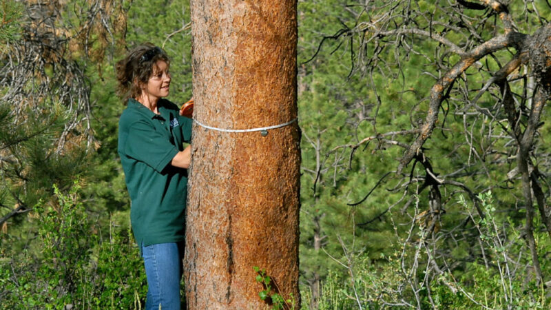 Экологический прогноз: почему природа до сих пор «неизведанная территория» для науки