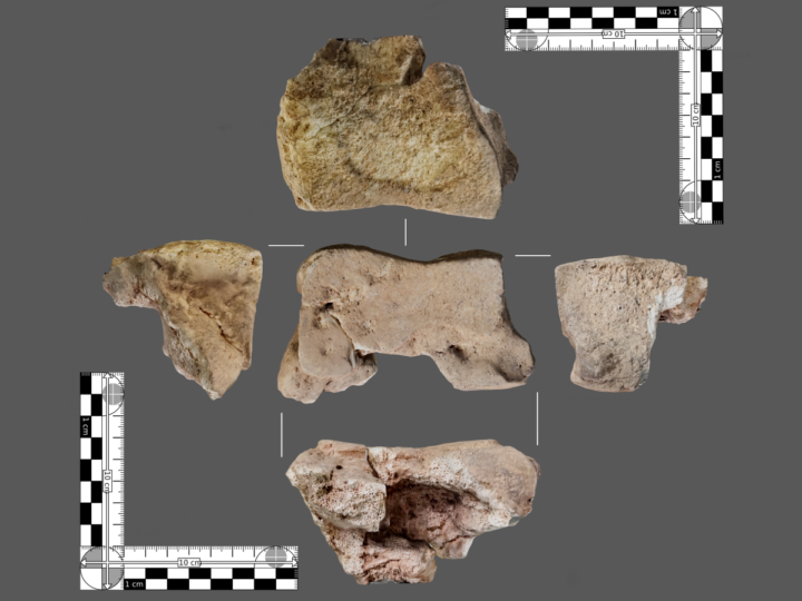 В Испании обнаружена кость боевого слона Ганнибала времен Второй Пунической войны