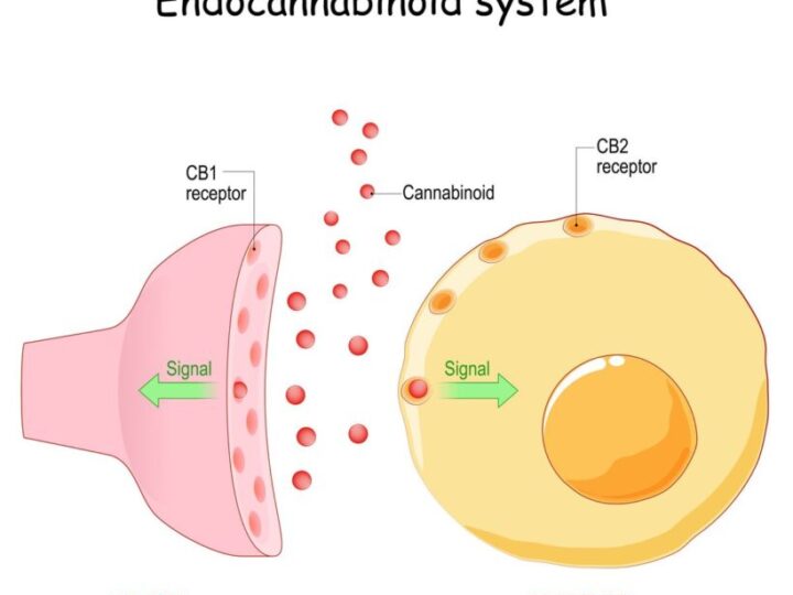 «Голодный, как волк»: почему каннабис вызывает неконтролируемый аппетит и при чем тут вяленое мясо
