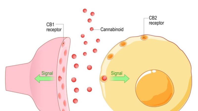 «Голодный, как волк»: почему каннабис вызывает неконтролируемый аппетит и при чем тут вяленое мясо
