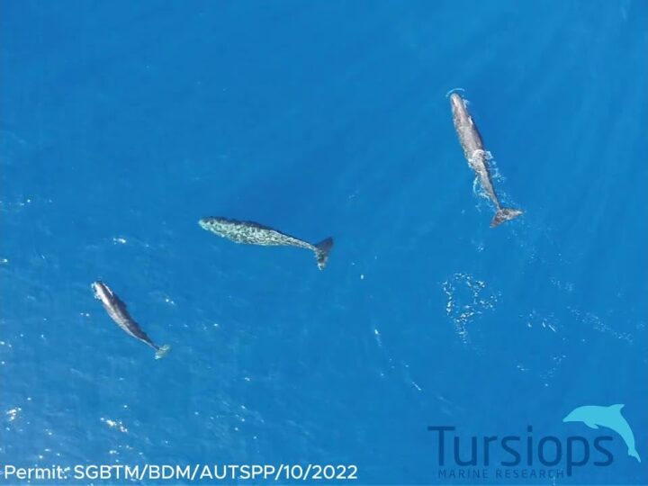 Таран по-китовьи: ученые впервые сняли на видео «дуэль» кашалотов