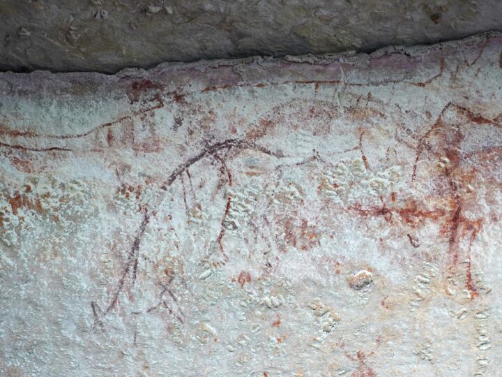 Тасманский тигр выжил дольше, чем мы думали: новые наскальные рисунки переписывают историю Австралии