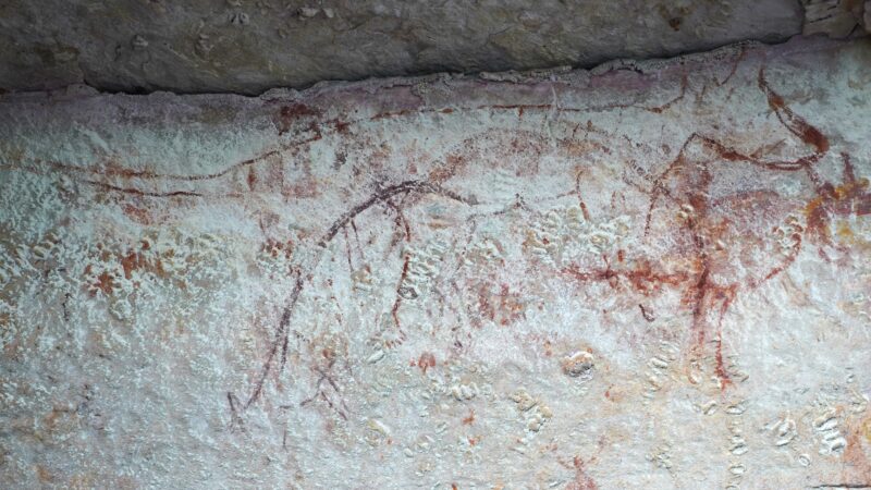 Тасманский тигр выжил дольше, чем мы думали: новые наскальные рисунки переписывают историю Австралии