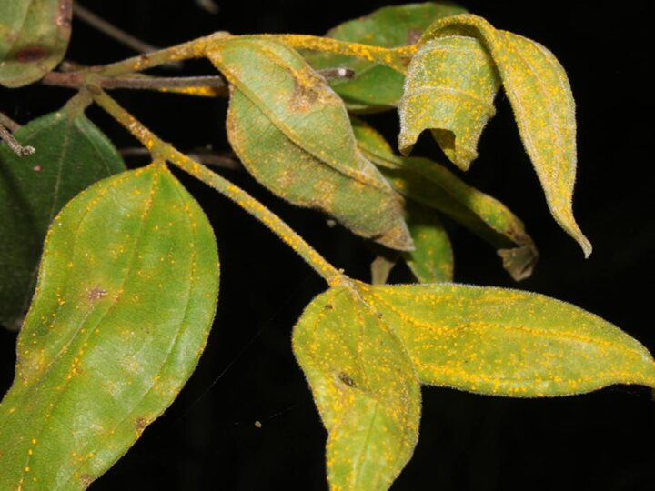 Живые мертвецы тропиков: учёные спасают «дерево-зомби», которое перестало размножаться из-за смертельного грибка