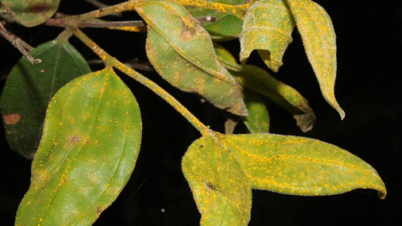 Живые мертвецы тропиков: учёные спасают «дерево-зомби», которое перестало размножаться из-за смертельного грибка