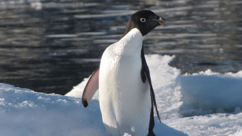 Антарктический полуостров на перепутье: выбор десятилетия определит судьбу континента на века
