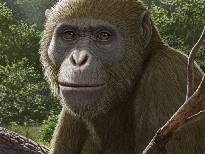 Древняя окаменелость из Египта ставит под сомнение происхождение человекообразных обезьян