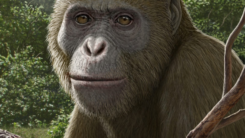 Древняя окаменелость из Египта ставит под сомнение происхождение человекообразных обезьян