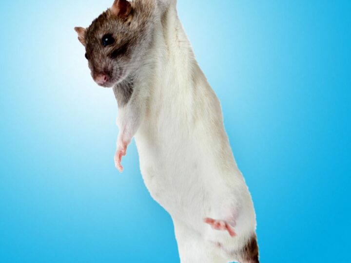 Микробы-силачи: обнаружена бактерия, способная наращивать мощь мышц без тренировок