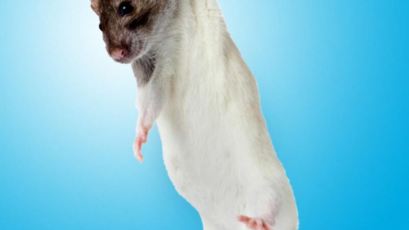 Микробы-силачи: обнаружена бактерия, способная наращивать мощь мышц без тренировок