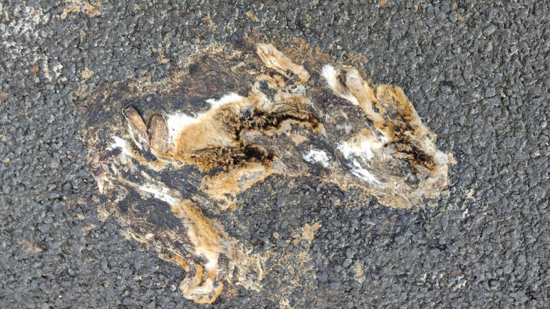 Надежда для исчезающего вида: спустя 40 лет на острове Хайнань впервые подтверждено присутствие редчайшего зайца