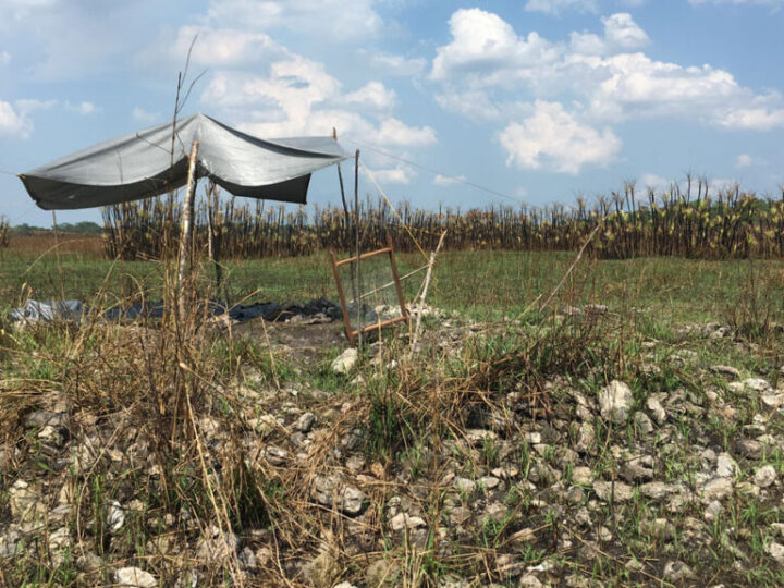 Убежище в болотах: как древние майя пережили коллапс цивилизации