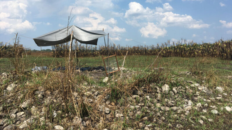 Убежище в болотах: как древние майя пережили коллапс цивилизации