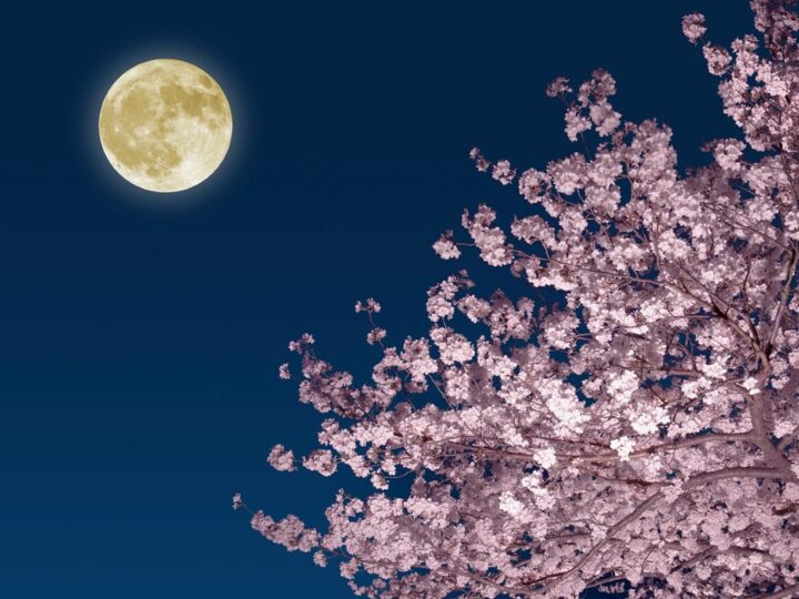 Розовая Луна встречает Спику: апрельское полнолуние подарит двойное астрономическое шоу