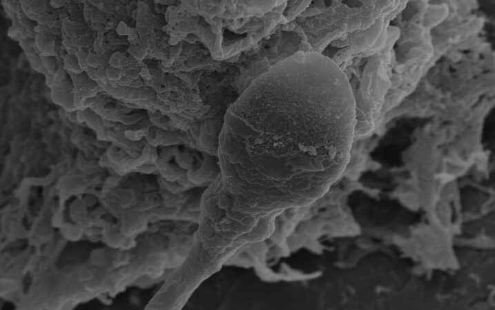 Исследование показало, что микрогравитация нарушает оплодотворение и развитие эмбрионов