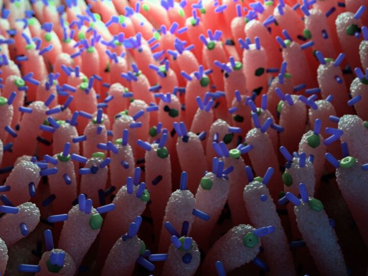 Тайный регулятор сахара: как кишечные вирусы управляют метаболизмом и защищают от диабета