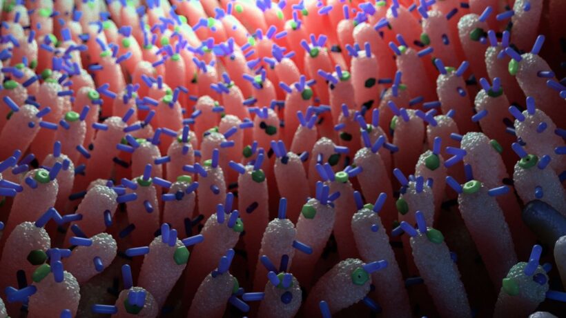 Тайный регулятор сахара: как кишечные вирусы управляют метаболизмом и защищают от диабета