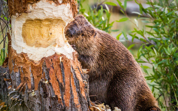 Инженеры-климатологи: как бобры превращают реки в мощные хранилища углерода