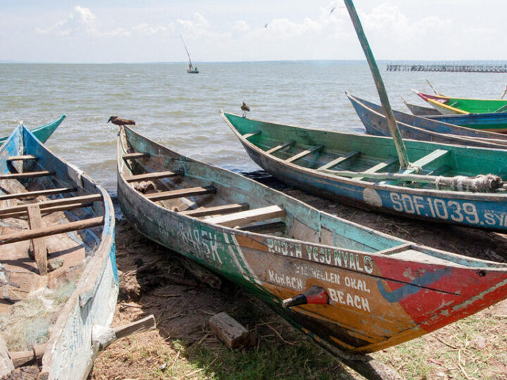 Порочный круг выживания: как болезни заставляют нас уничтожать природу
