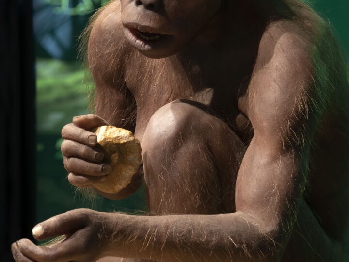 Тайна «человека умелого»: новый скелет ставит под сомнение всё, что мы знали о первых людях