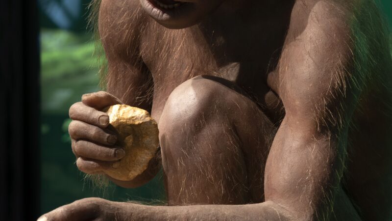 Тайна «человека умелого»: новый скелет ставит под сомнение всё, что мы знали о первых людях