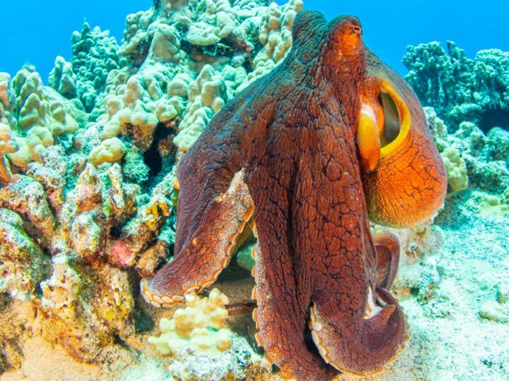 Осьминоги: иной путь разумной жизни