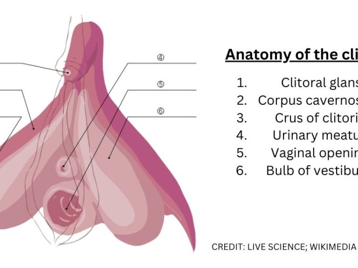 Тайны «постыдного органа»: революционное 3D-изображение клитора впервые показало его нервную сеть в деталях