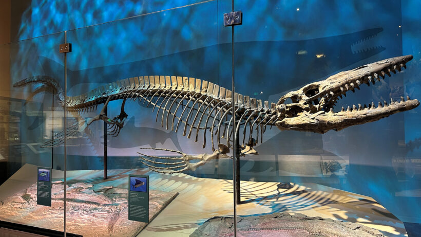 Знакомьтесь, T. rex, но не тот, что на суше: гигантский морской ящер с пилообразными зубами правил древними океанами