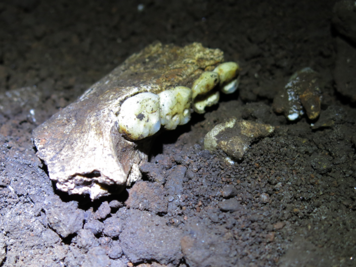 Тайна женского царства: почему все скелеты Homo naledi оказались женскими?