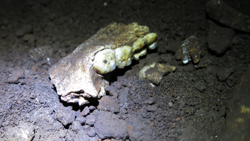 Тайна женского царства: почему все скелеты Homo naledi оказались женскими?