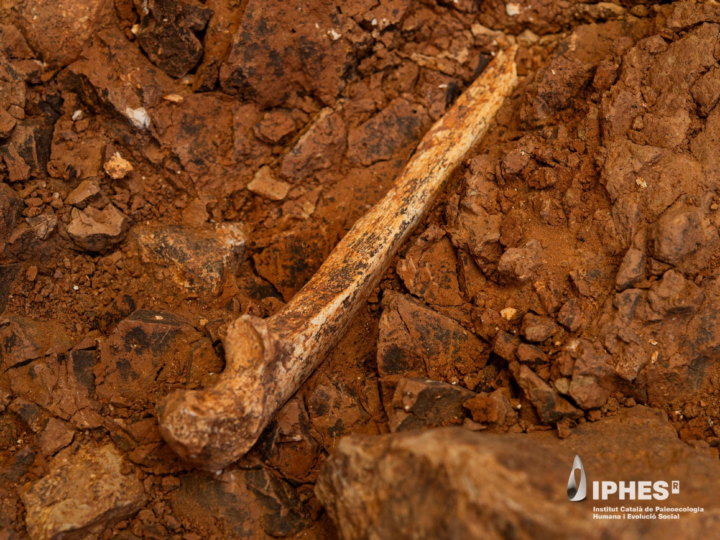 Каннибалы ели не только детей: в испанской пещере нашли кости взрослых Homo antecessor со следами разделки