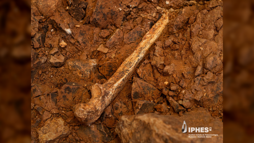 Каннибалы ели не только детей: в испанской пещере нашли кости взрослых Homo antecessor со следами разделки