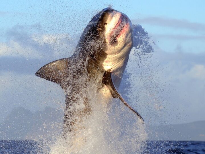 Воздушные челюсти над Калифорнией: Shark Week 2026 раскрывает тайну прыжков больших белых акул