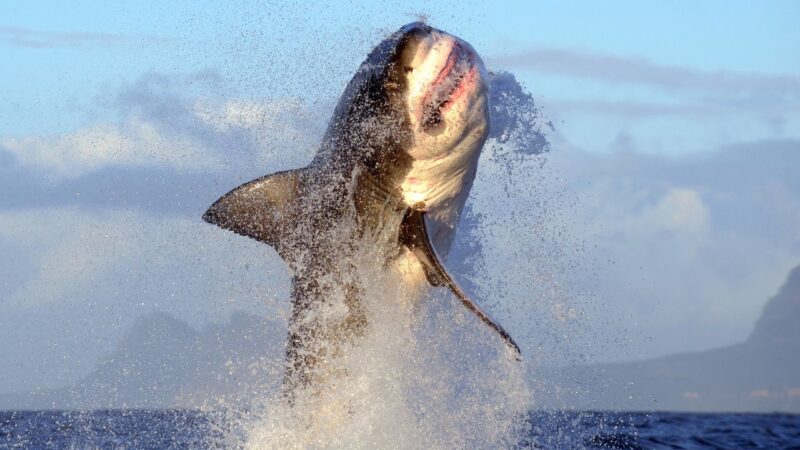 Воздушные челюсти над Калифорнией: Shark Week 2026 раскрывает тайну прыжков больших белых акул