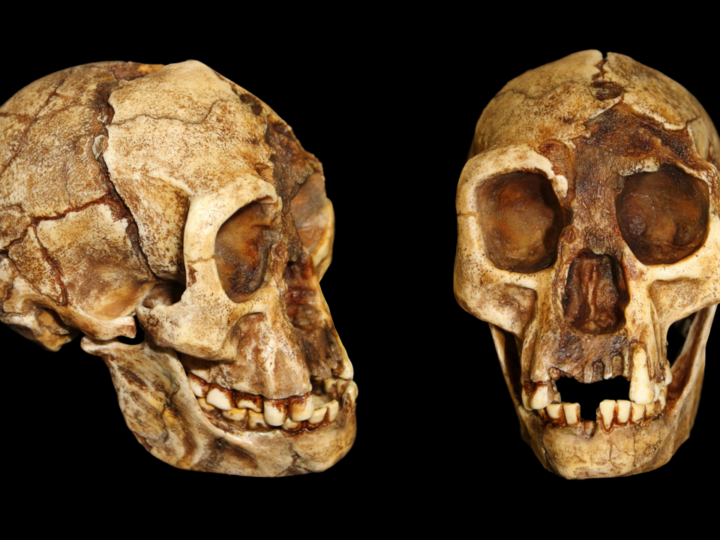 Загадка «хоббитов» углубляется: таз Homo floresiensis оказался более человеческим, чем считалось