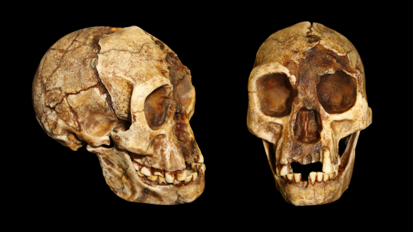 Загадка «хоббитов» углубляется: таз Homo floresiensis оказался более человеческим, чем считалось