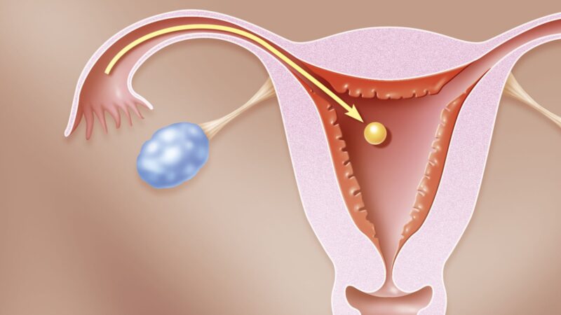 Бактерия молодости: как Lactobacillus gasseri омолаживает матку и помогает эмбриону прижиться