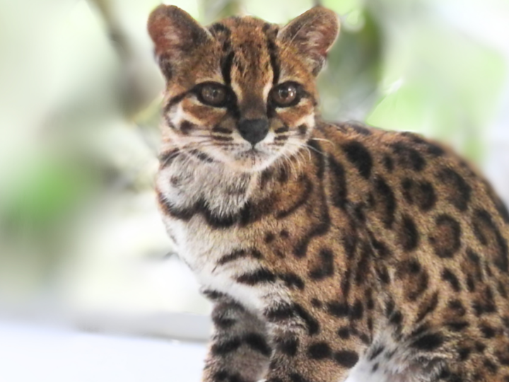 Впервые за век учёные открыли новый вид кошек — Leopardus tilcayo из Боливии