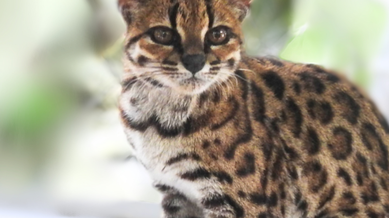 Впервые за век учёные открыли новый вид кошек — Leopardus tilcayo из Боливии