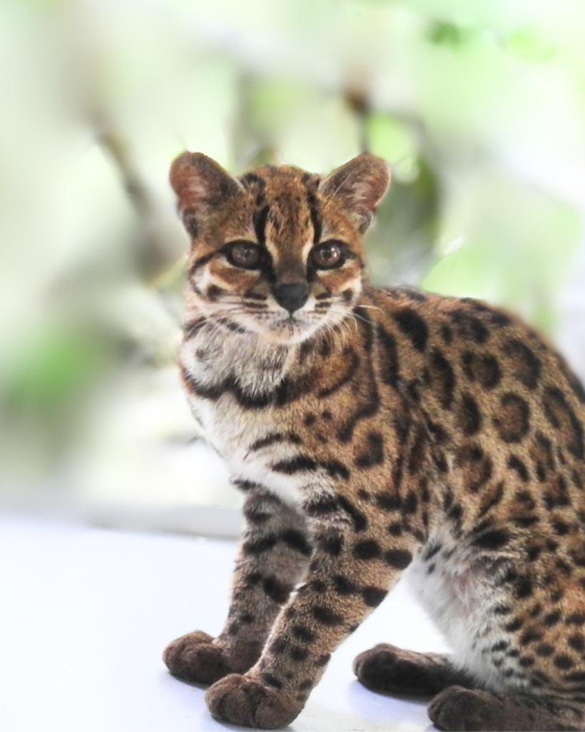 Впервые за век учёные открыли новый вид кошек — Leopardus tilcayo из Боливии
